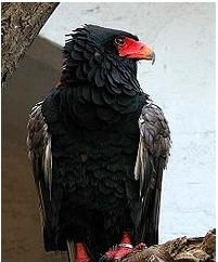 Obrazek