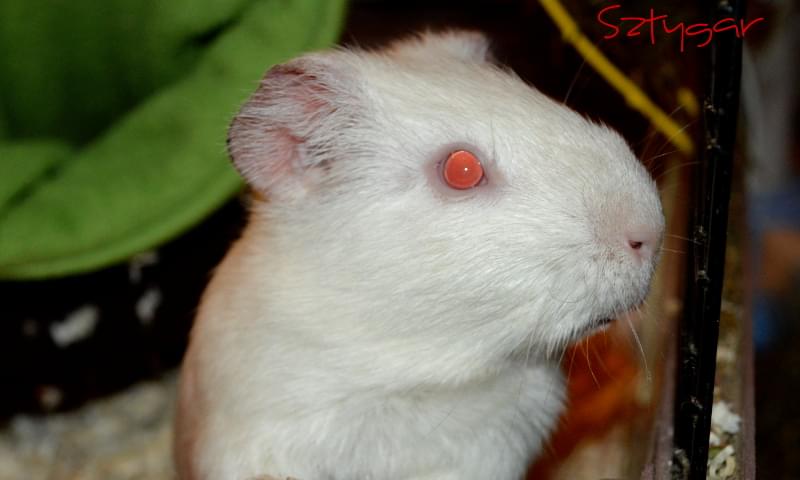 Obrazek