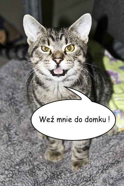 Obrazek
