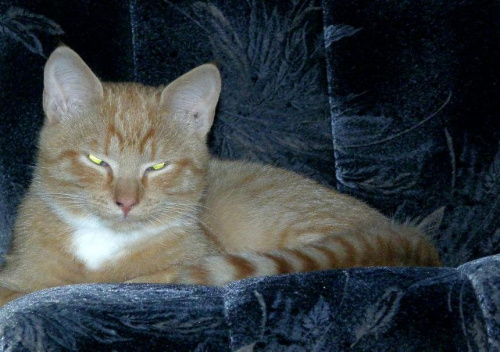 Obrazek