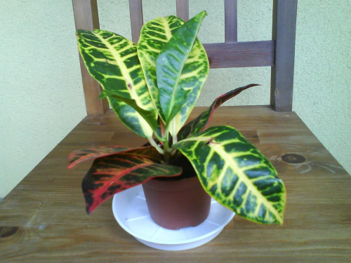 Obrazek