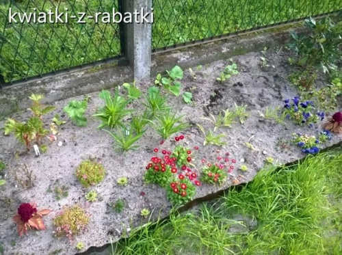 Obrazek
