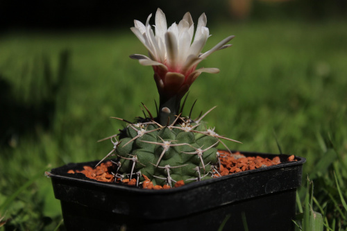 Gymnocalycium intertextum var. moserianum SE 9