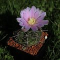 Gymnocalycium spec de Cordoba