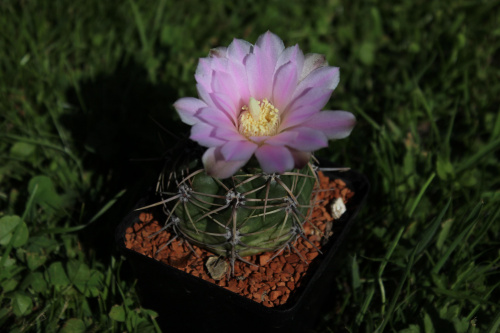 Gymnocalycium spec de Cordoba