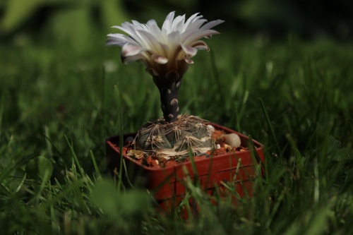 Gymnocalycium nataliae CH 1277