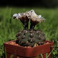 Gymnocalycium stellatum STO 99