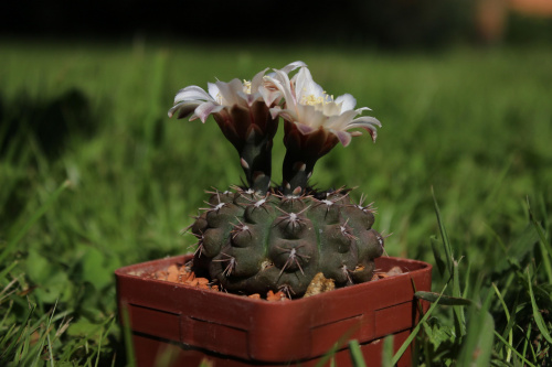 Gymnocalycium stellatum STO 99