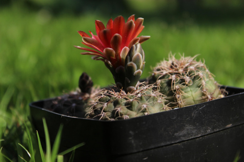 Gymnocalycium baldianum VS 125