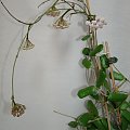 Hoya rotundiflora