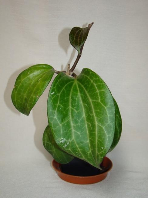 Hoya macrophylla