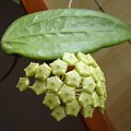 Hoya sp. Unknown NRT 1