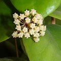 Hoya cardiophylla