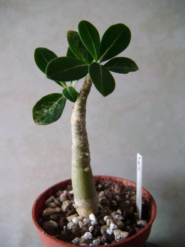 adenium