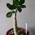 adenium