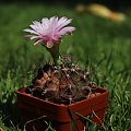 Gymnocalycium mihanovichii var. piraretaense