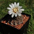 Gymnocalycium stellatum