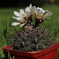 Gymnocalycium borthii