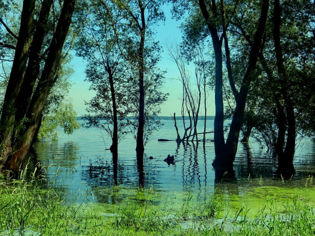 Topielisko #jezioro #zalew