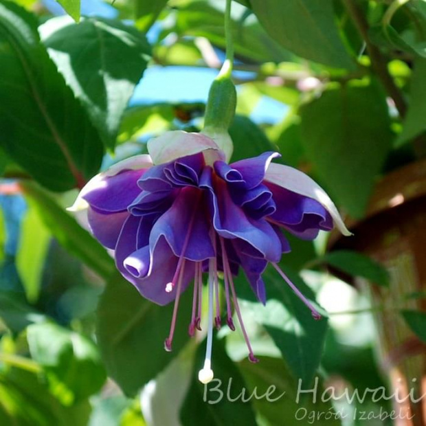 fuchia Blue Hawaii #fuchsia #fuksje #kwiaty