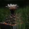 Gymnocalycium rhodantherum MT 07-249, Chaňarmuyo,Sierra De Famatina, La Rioja, Argentina, 1472