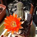 Chamaecereus