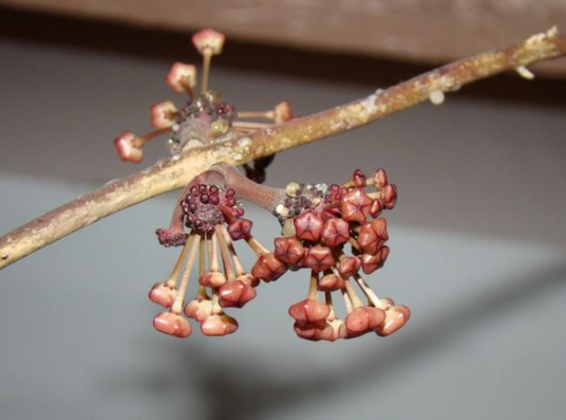 Hoya macrophylla