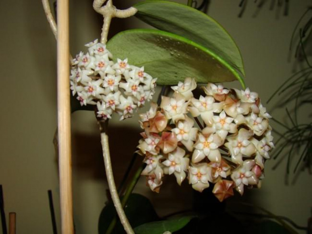 Hoya rigida? i acuta