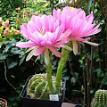 Echinopsis hybr.