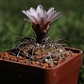 Gymnocalycium ferrari