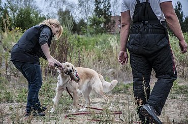 obrona #Avada #hovawart #IPO #IvyEvenHov #pies #sport