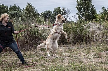 obrona #Avada #hovawart #IPO #IvyEvenHov #pies #sport