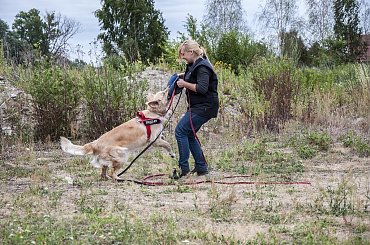 obrona #Avada #hovawart #IPO #IvyEvenHov #pies #sport