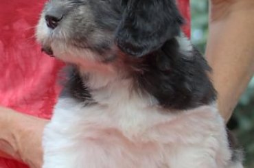 #POn #AmaCanem #PolskiOwczarekNizinny