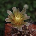 Gymnocalycium mihanovichii v. stenogonum P 242. Chaco Austral, 150 m, Argentina