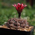 Gymnocalycium baldianum TOM 06-066/3