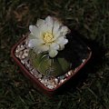 Gymnocalycium denudatum v. brasiliense