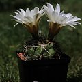 Gymnocalycium monvillei