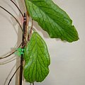 Hoya vittelinoides