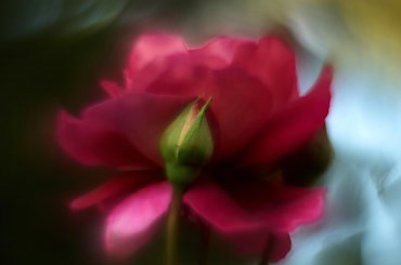 #bokeh #CanonEOS6D #Helios #kwiaty #M42 #makro #przyroda