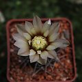 Gymnocalycium striglianum STO 93-684, San Luis, Argentina