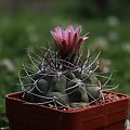 Gymnocalycium stuckertii (fischerii)