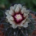 Gymnocalycium spegazzinii L 530, Argentina Salta (Quebrada del Toro 3500-3600m)