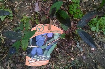 jagoda kamczacka 1 #JagodyKamczackie