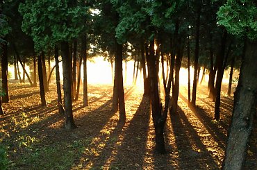 po deszczu #deszcz #mgła #natura