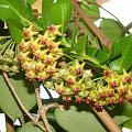 Hoya densifolia