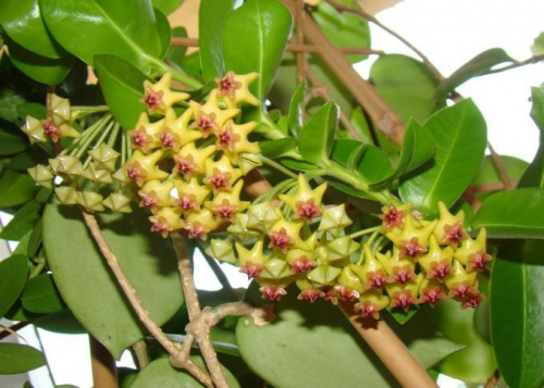 Hoya densifolia