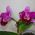 Blc hybryda