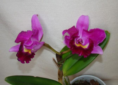 Blc hybryda