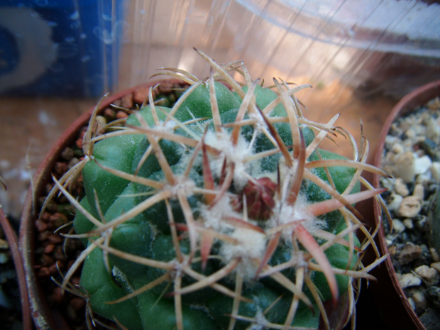 Coryphantha